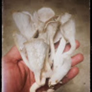 Meet your Posher, Julio